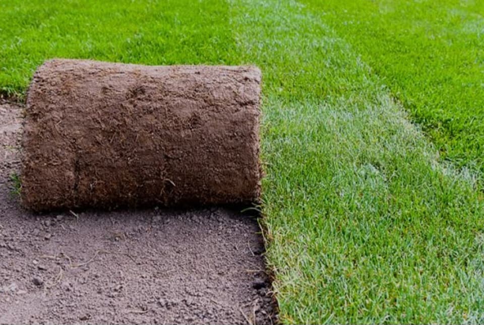 Ready Lawn project by iScape Limited in Wellington